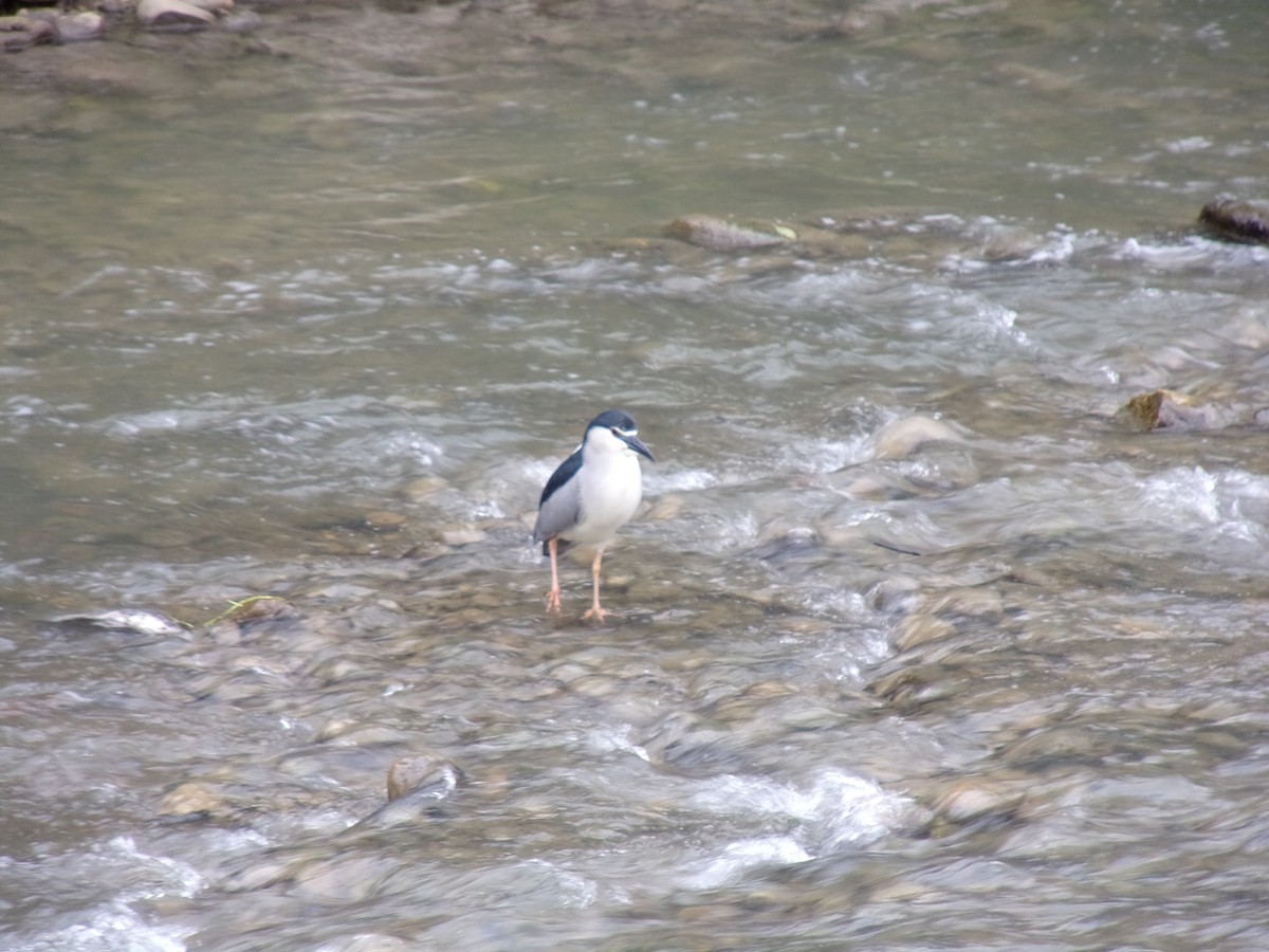 Black-crowned Night Heron (Eurasian) - ML434225881