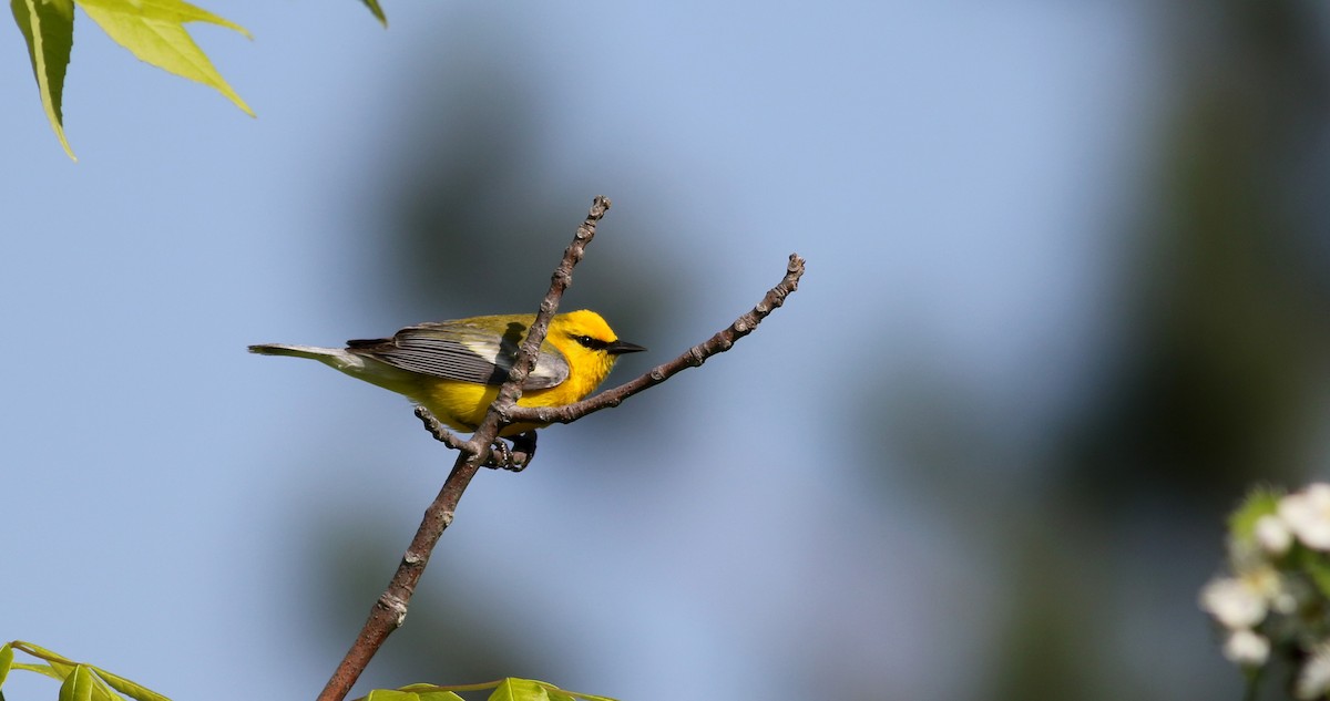 Blauflügel-Waldsänger - ML43422631