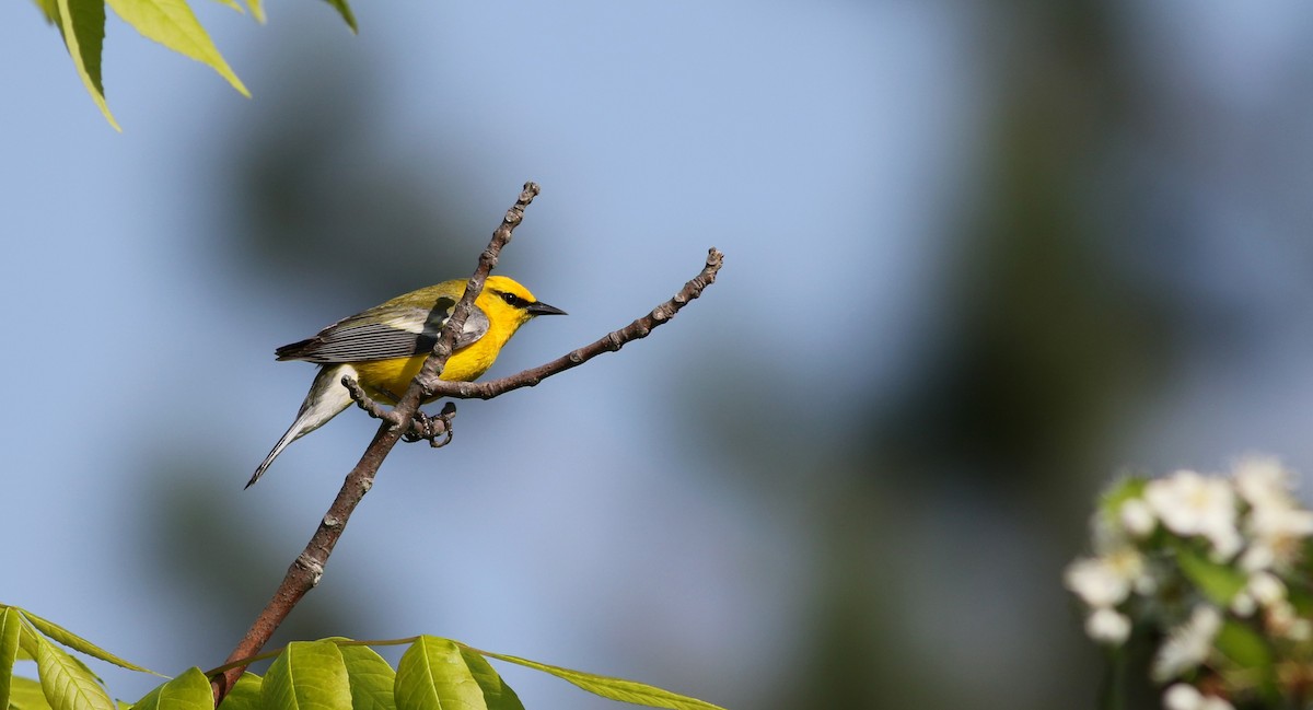 Blauflügel-Waldsänger - ML43422641