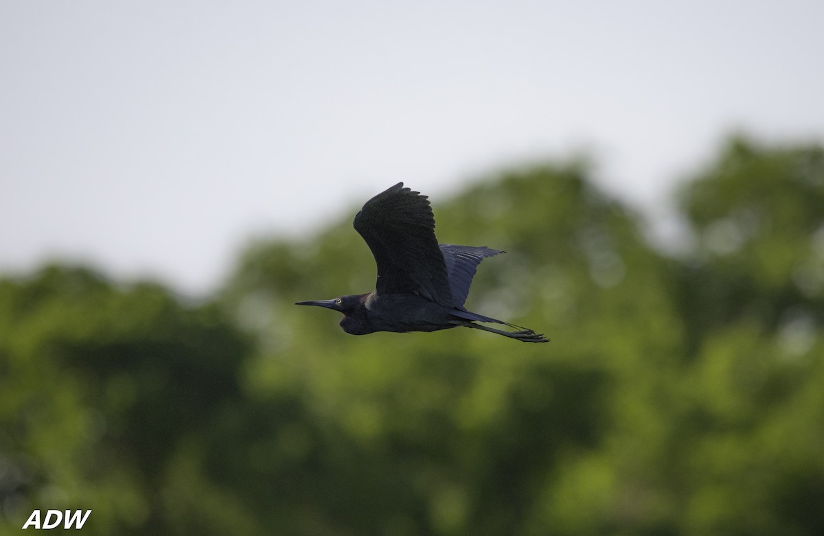 Little Blue Heron - ML434226411