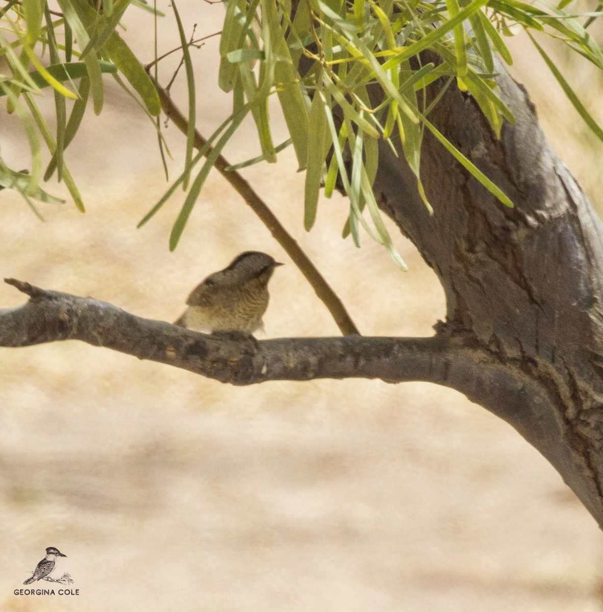 Eurasian Wryneck - ML434226801