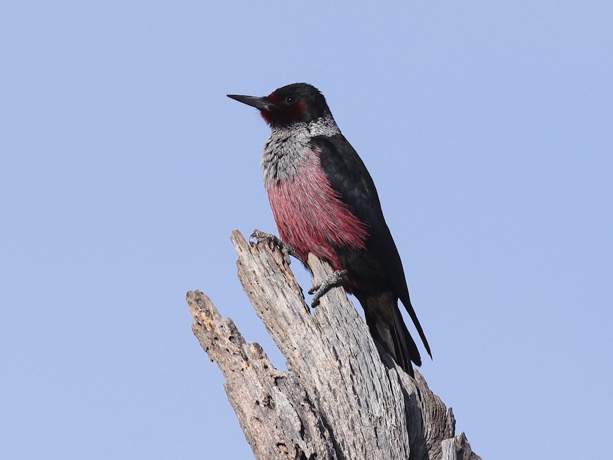 Lewis's Woodpecker - ML434227441