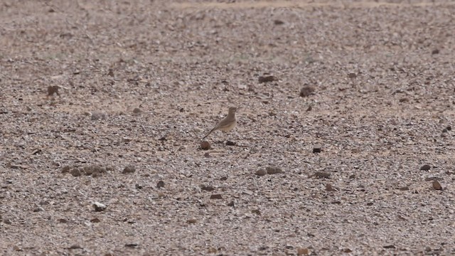 Greater Hoopoe-Lark (Mainland) - ML434227651