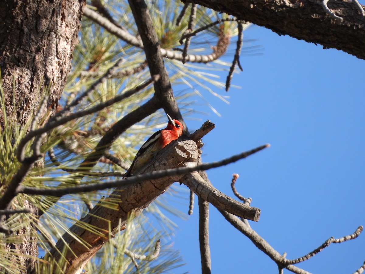 Red-breasted Sapsucker - ML434229941