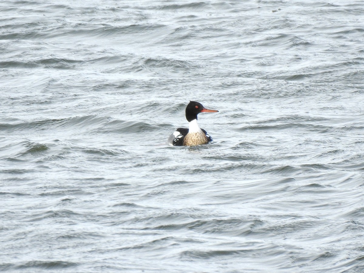 Red-breasted Merganser - Sharlane Toole