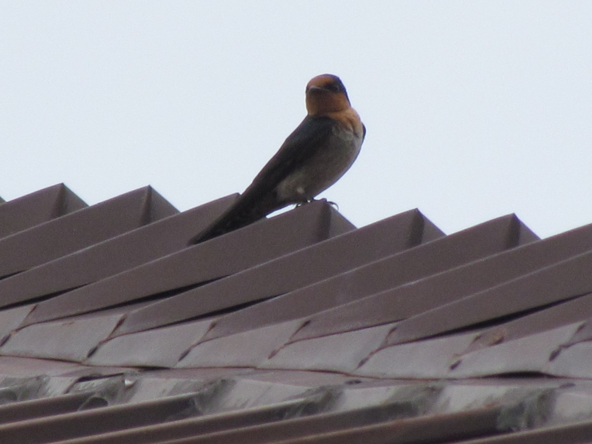 Pacific Swallow - ML434234291