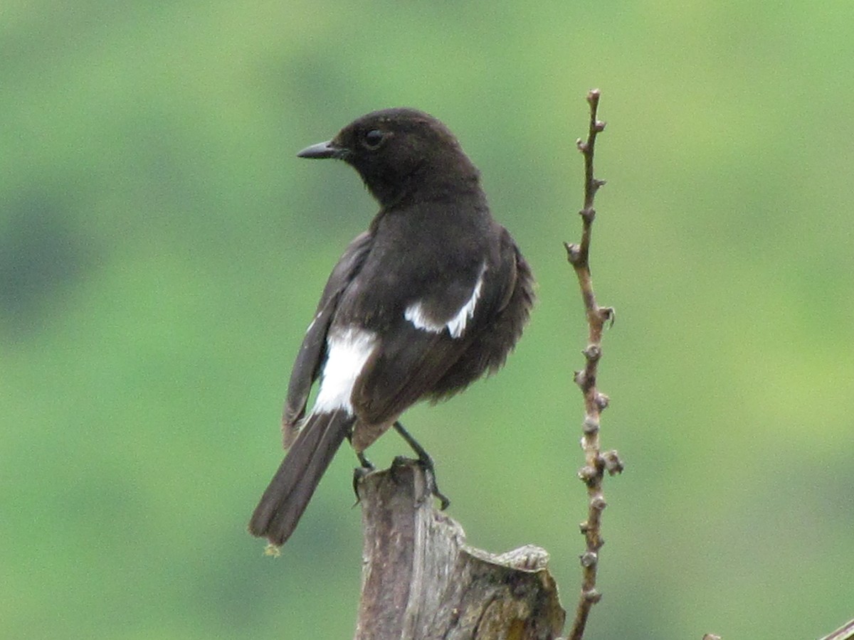 Pied Bushchat - ML434234311
