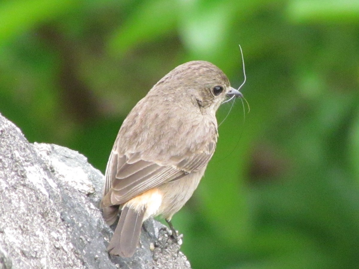 Pied Bushchat - ML434234321