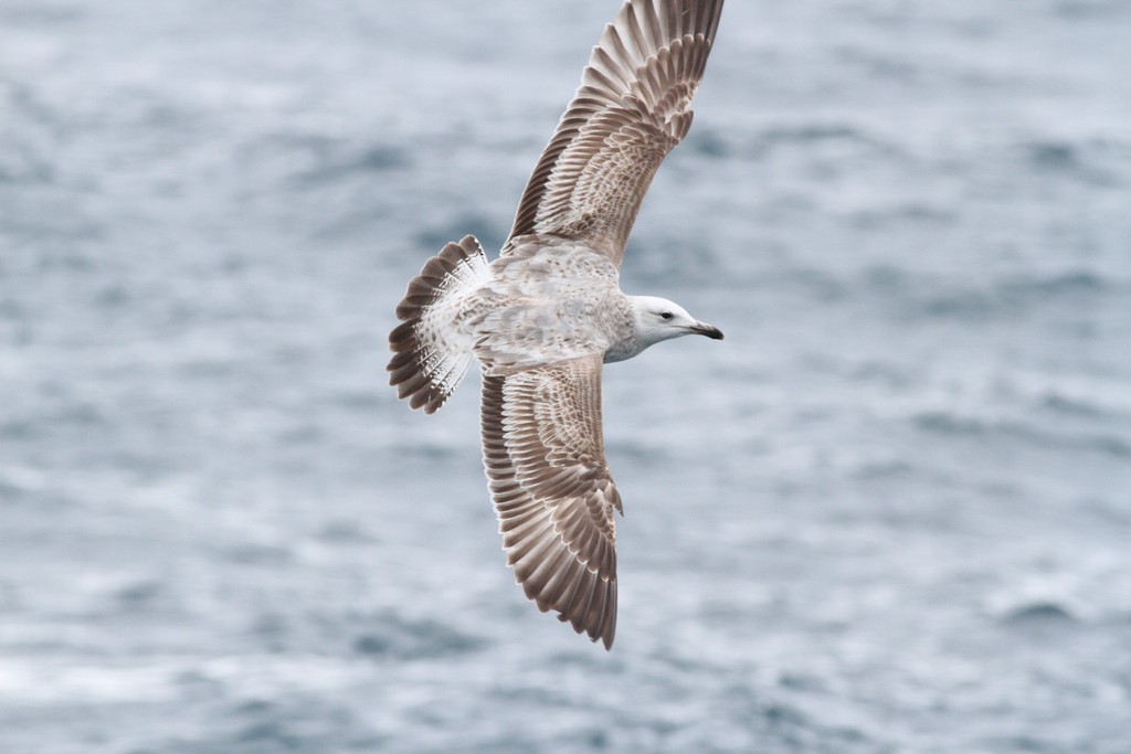 Caspian Gull - ML434234731