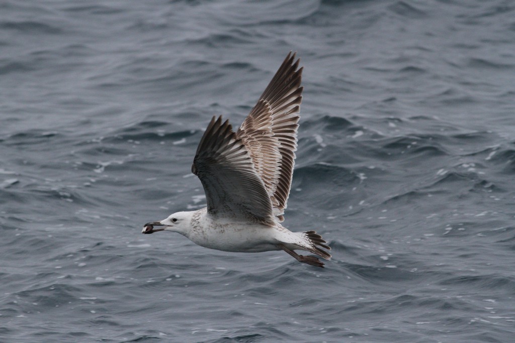 Gaviota del Caspio - ML434234791