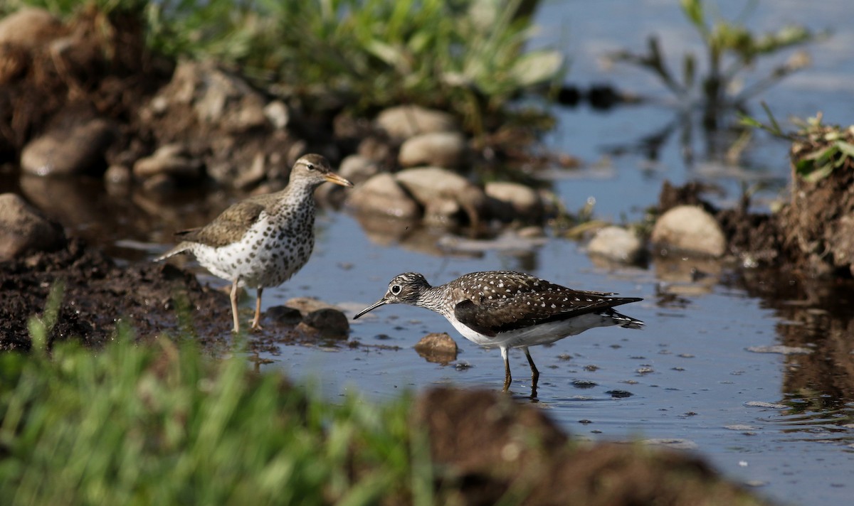 Solitary Sandpiper - Jay McGowan