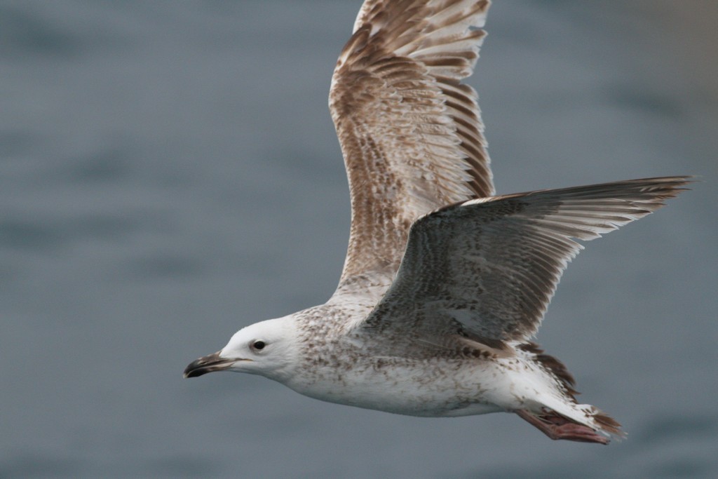 Caspian Gull - ML434234811