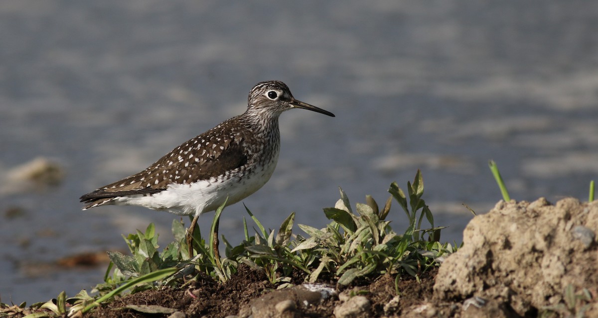 Solitary Sandpiper - ML43423531