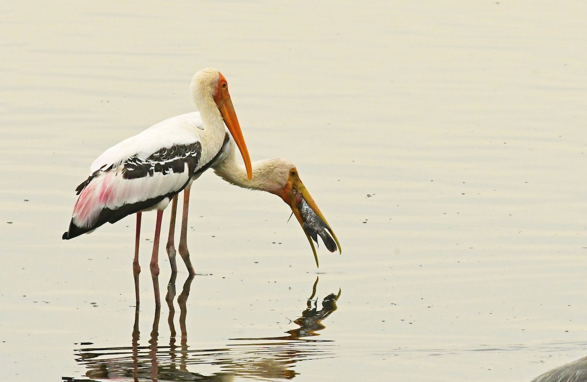 Painted Stork - ML434235561