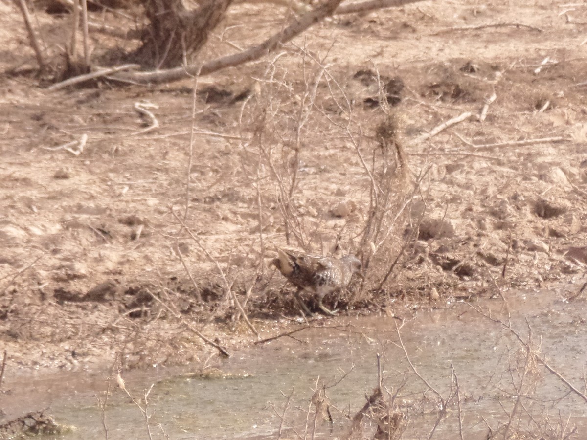 Spotted Crake - ML434236951