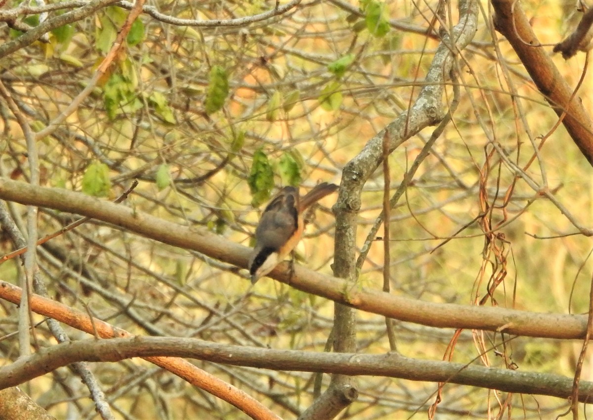 Gray-backed Shrike - Shivaprakash Adavanne