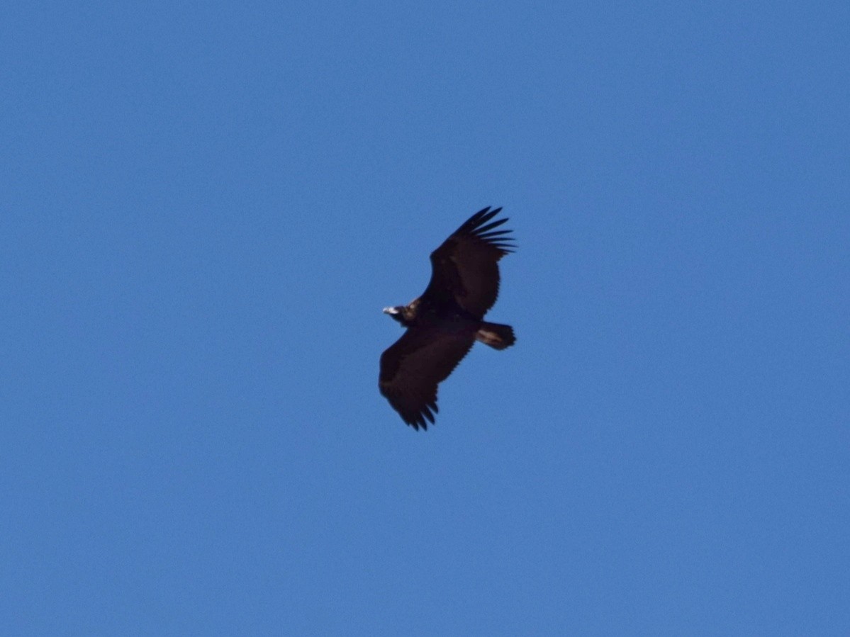 Cinereous Vulture - ML434240211