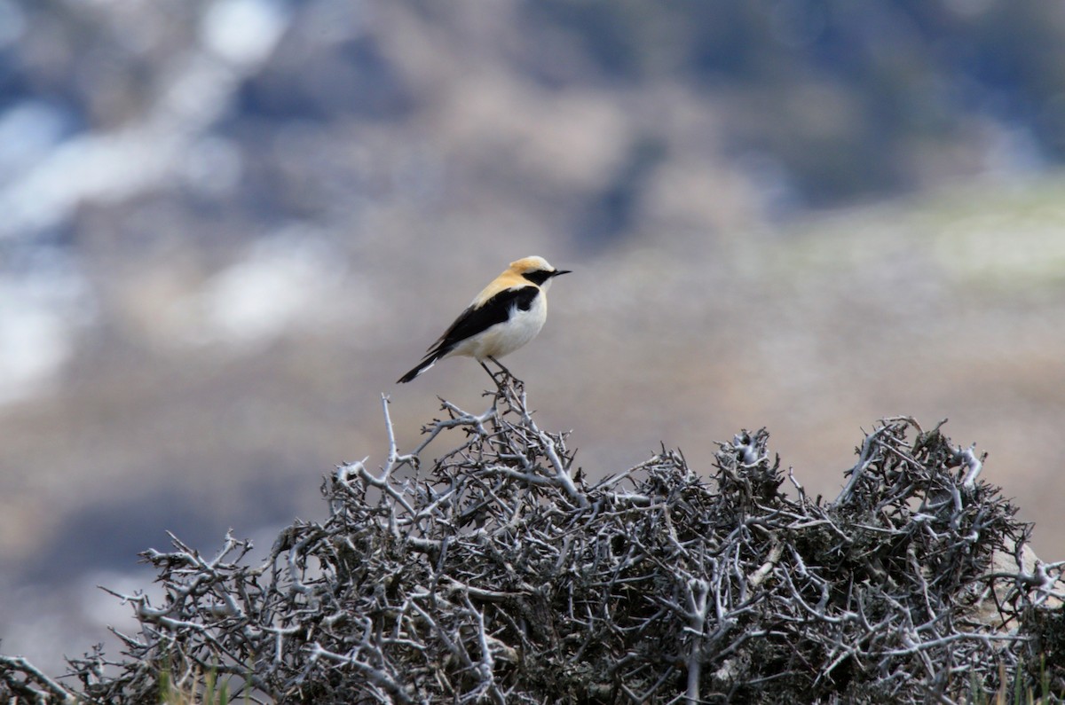 Western Black-eared Wheatear - ML434240321