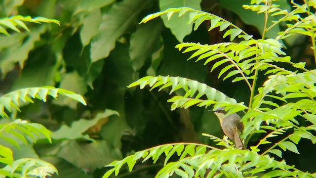 Prinia Cenicienta - ML434240341