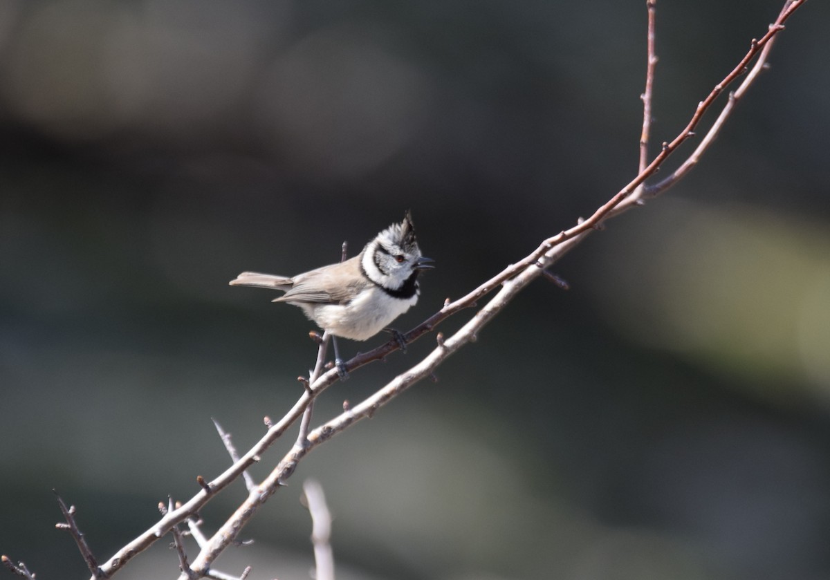 Crested Tit - ML434240501