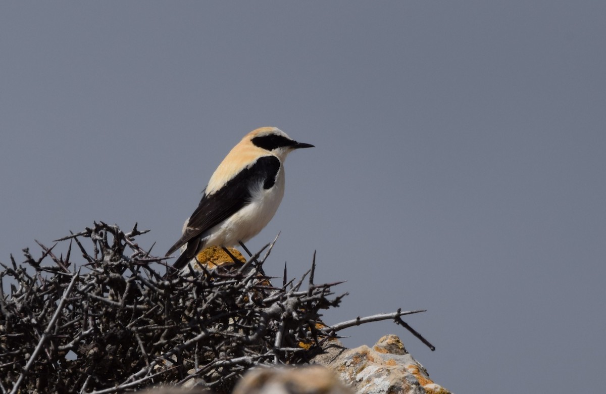 Western Black-eared Wheatear - ML434240531