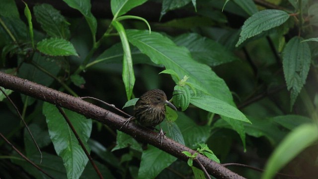 Long-billed Wren-Babbler - ML434240901