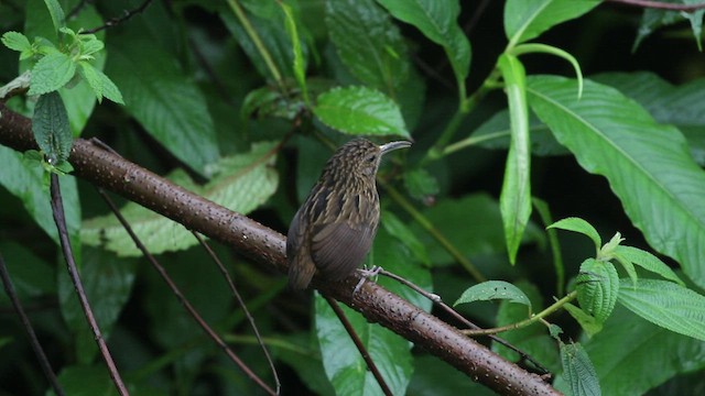 Long-billed Wren-Babbler - ML434240931