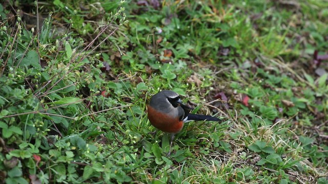 Gray-headed Bullfinch - ML434241221