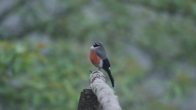 Gray-headed Bullfinch - ML434241231