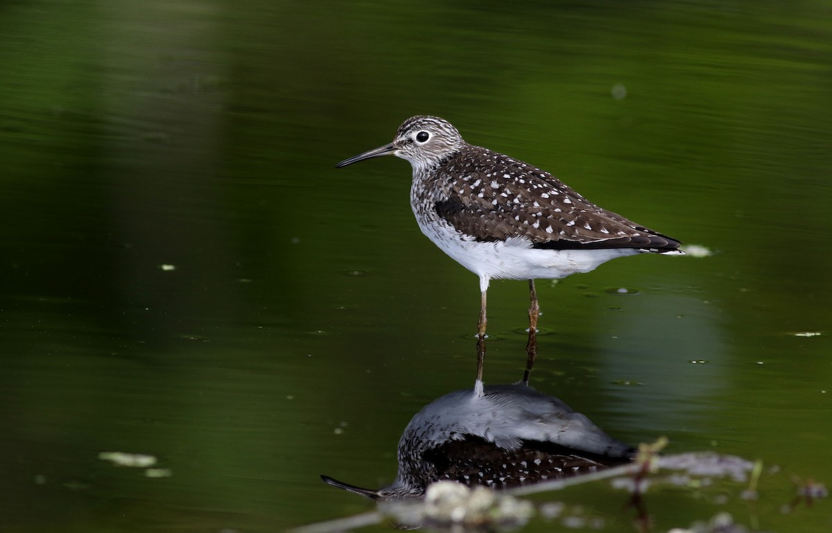 Solitary Sandpiper - ML43424251