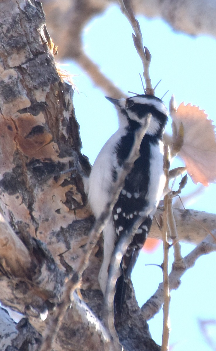 Downy Woodpecker (Eastern) - ML43424361