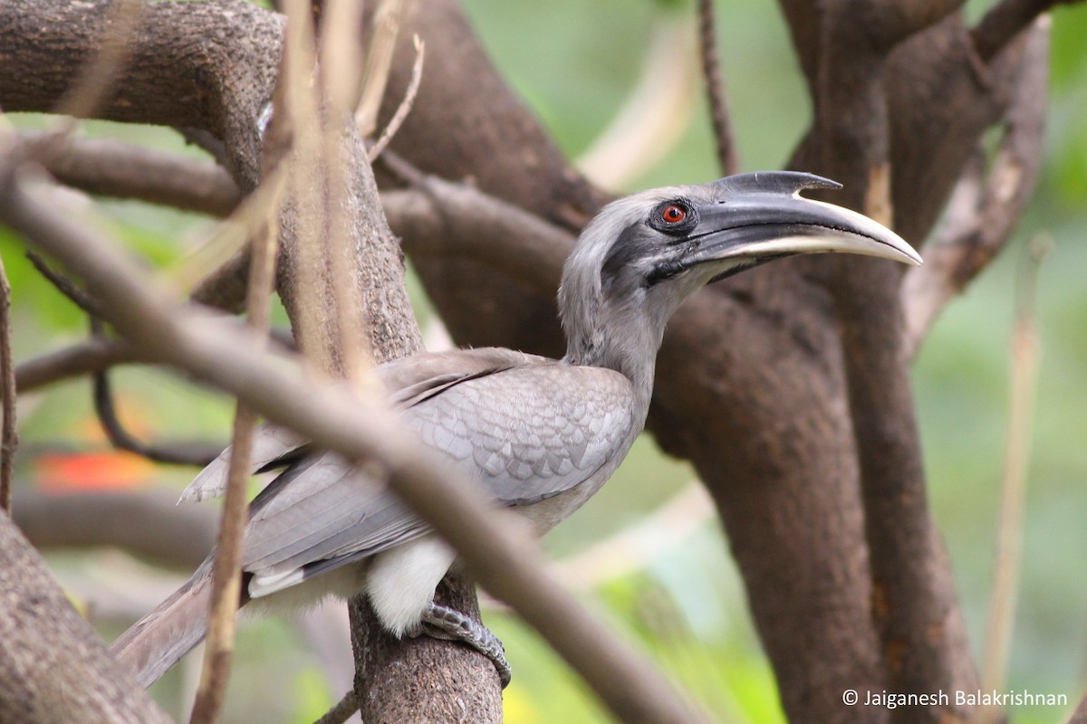 Indian Gray Hornbill - ML434244541