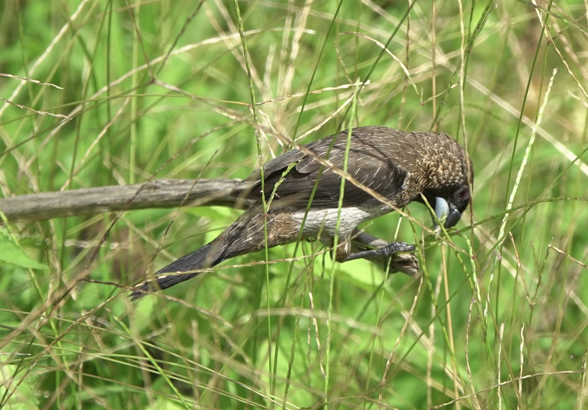 White-rumped Munia - ML434245061