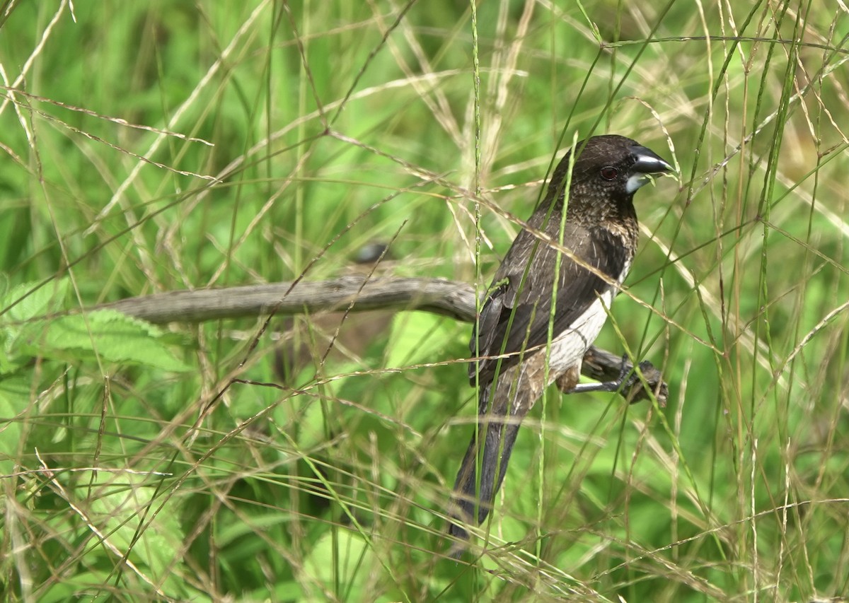 White-rumped Munia - ML434245071