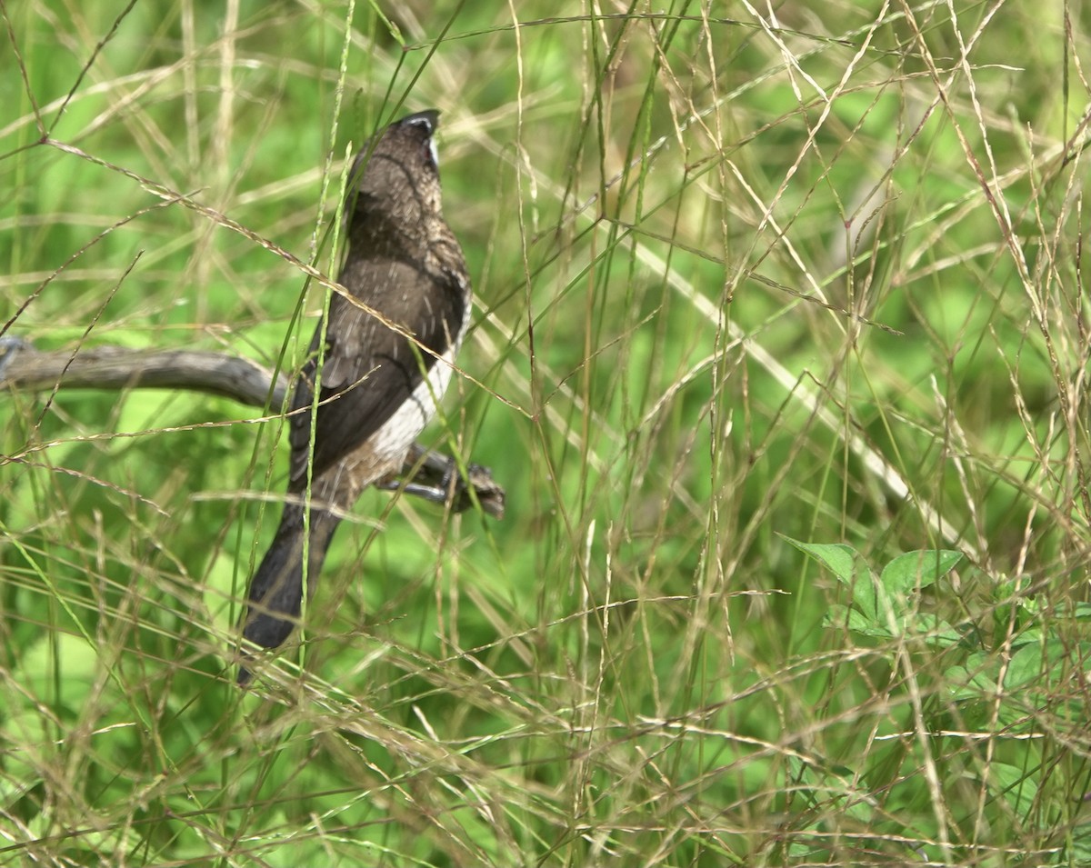 White-rumped Munia - ML434245081