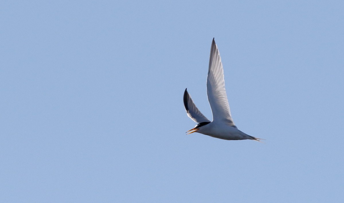 Least Tern - ML43424531