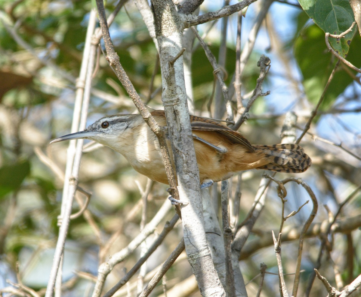 Long-billed Wren - ML434246241