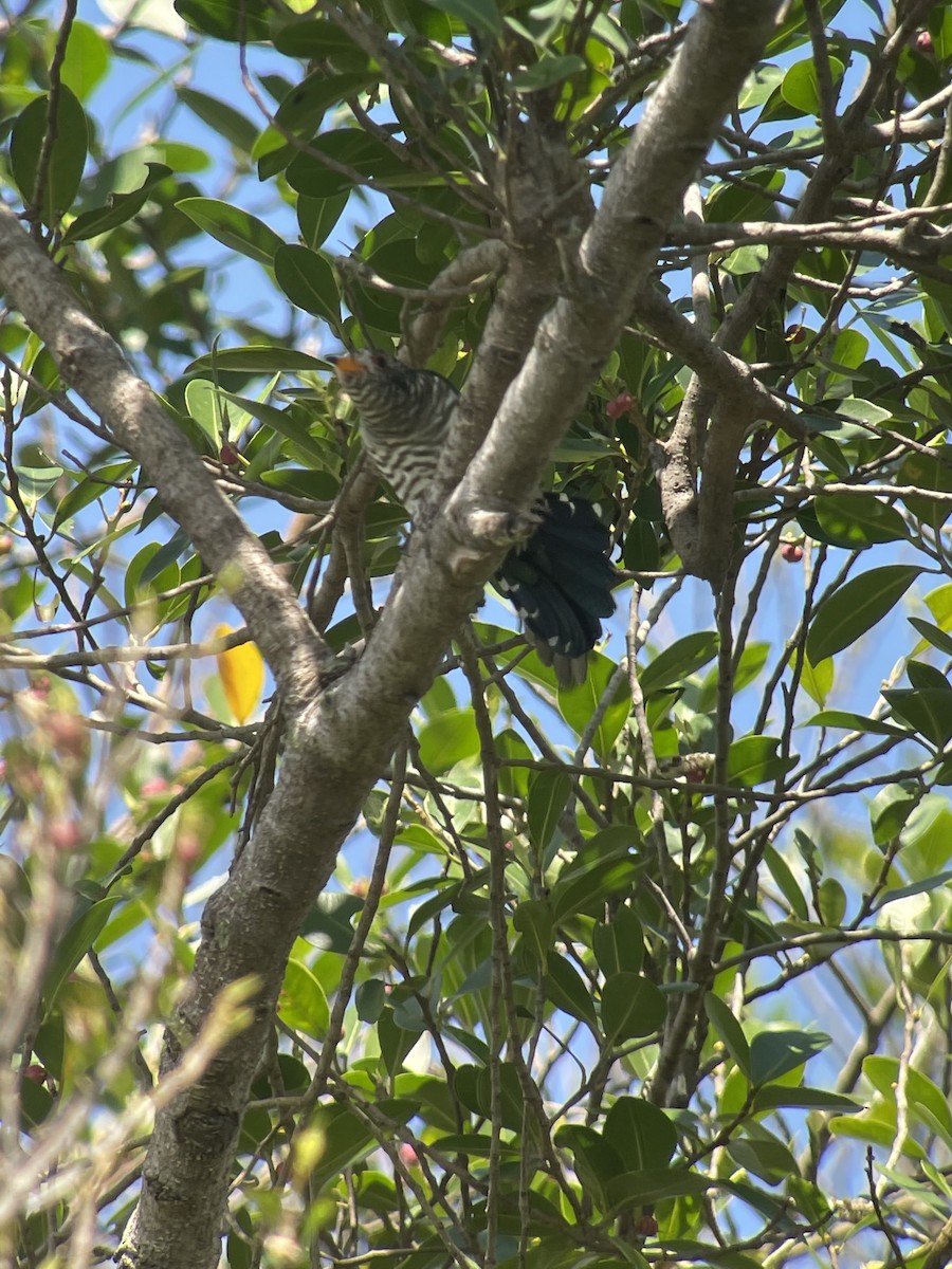 Asian Emerald Cuckoo - ML434246491