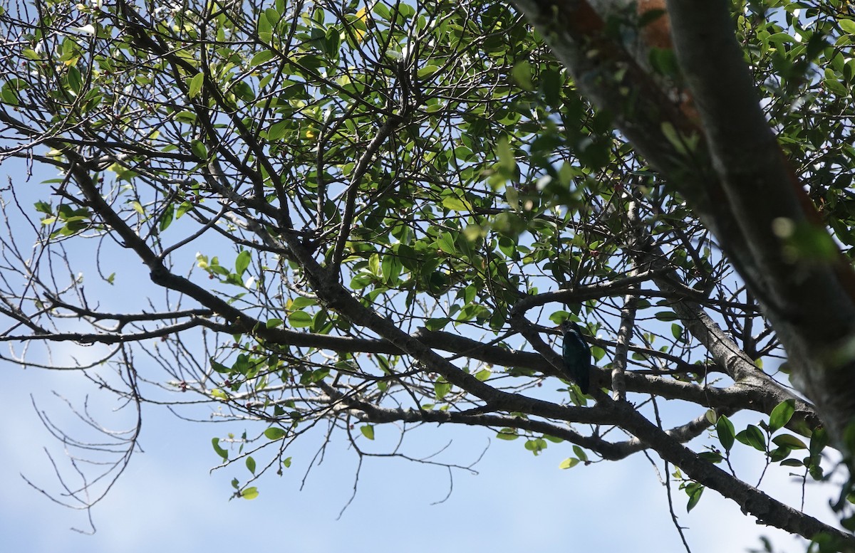 Asian Emerald Cuckoo - ML434246501