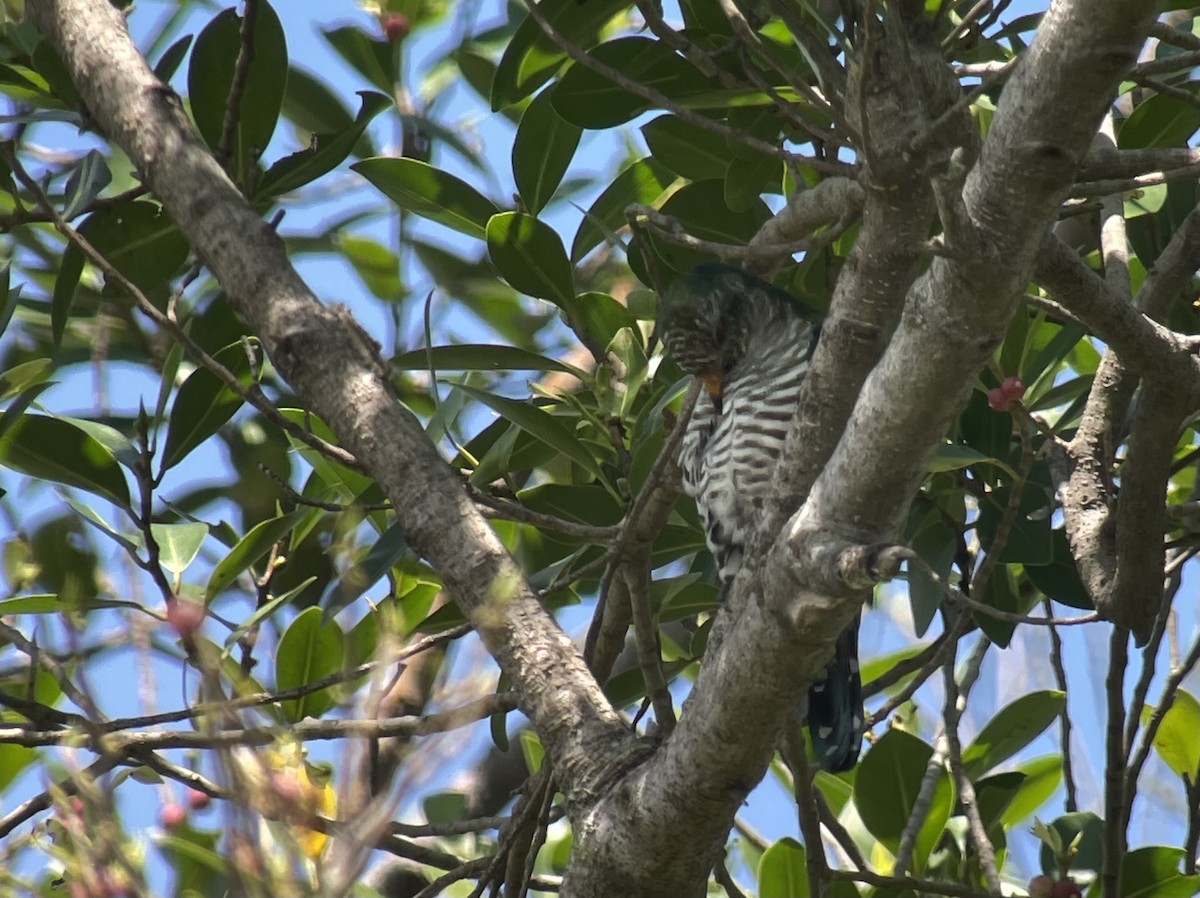 Asian Emerald Cuckoo - ML434246521