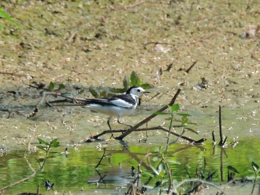 White Wagtail (Chinese) - ML434247061