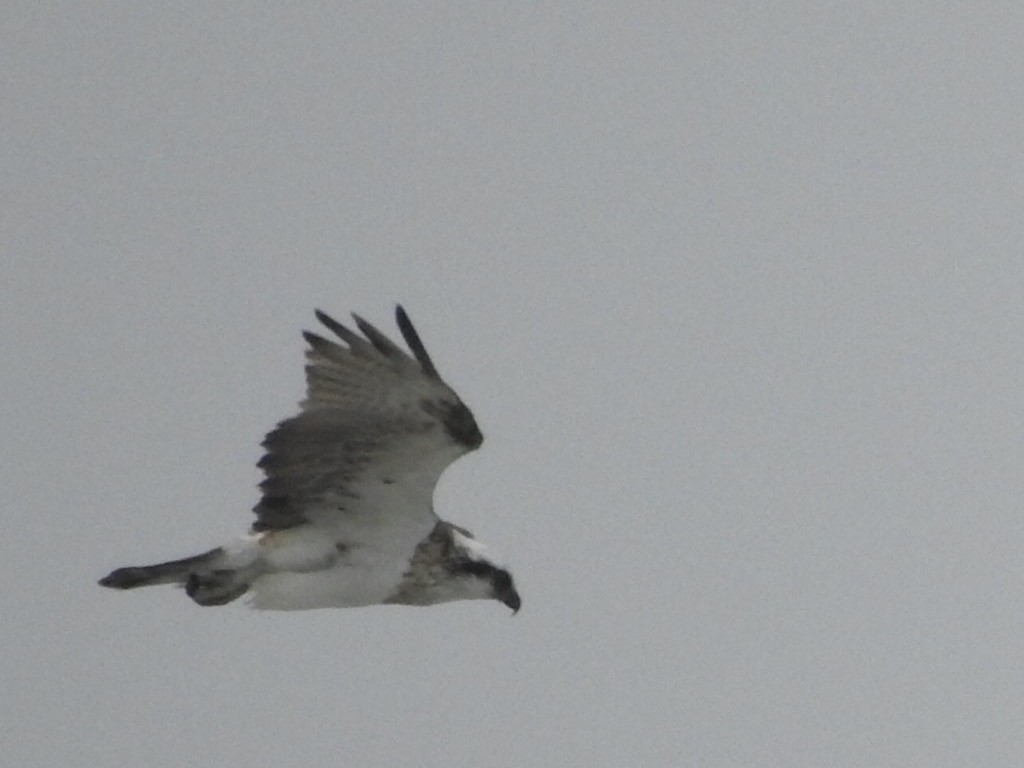 Osprey - ML434247581