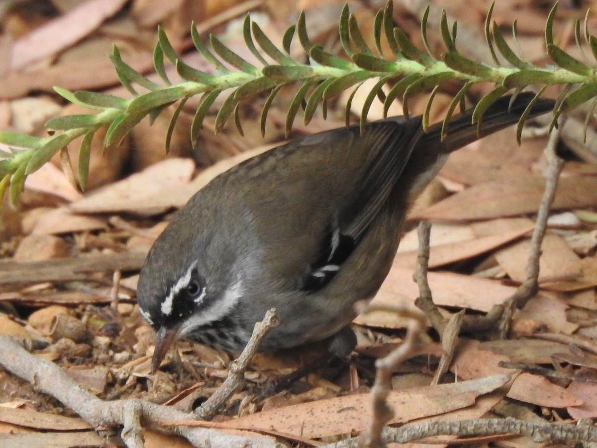 Spotted Scrubwren - Scott Fox