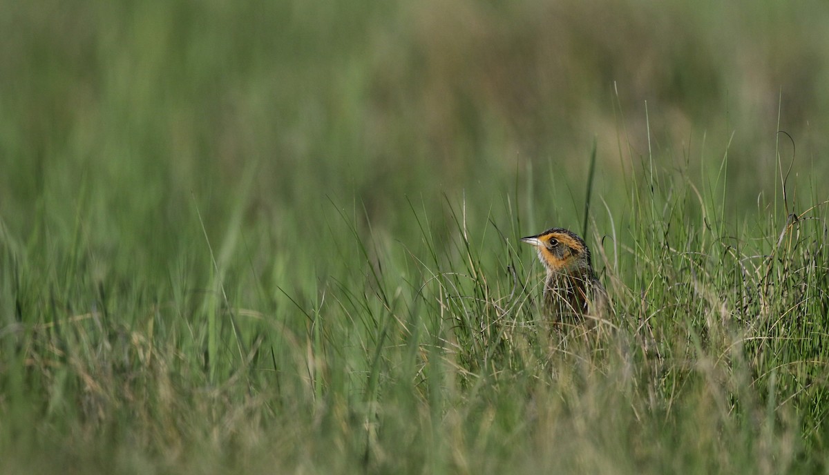 Saltmarsh Sparrow - ML43424831