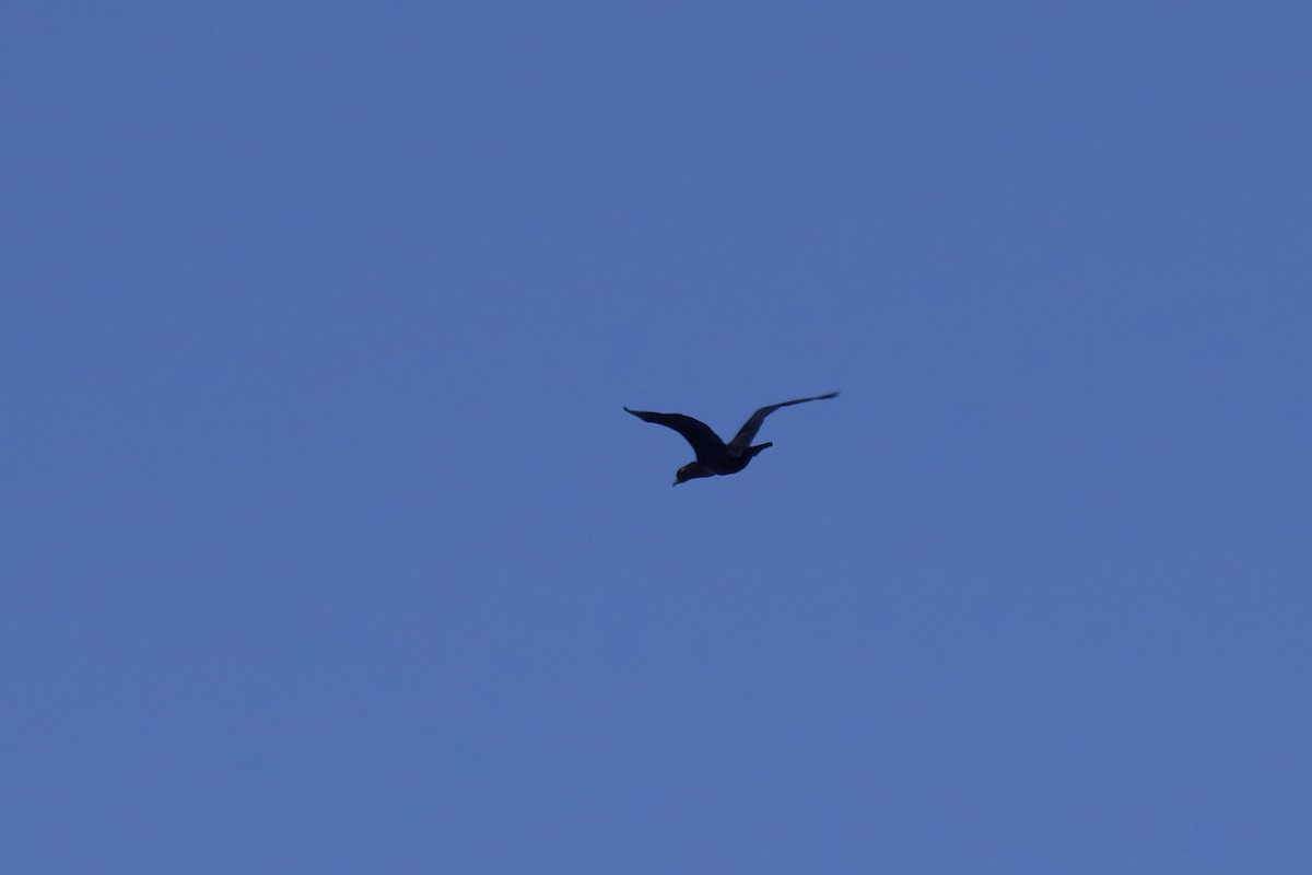 Little Black Cormorant - Dennis Devers