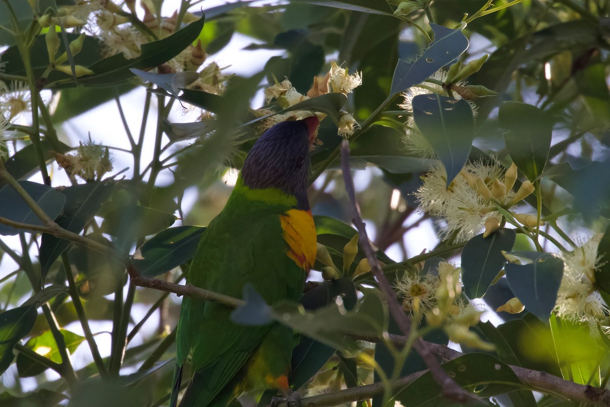 Lori Arcoiris - ML434249431