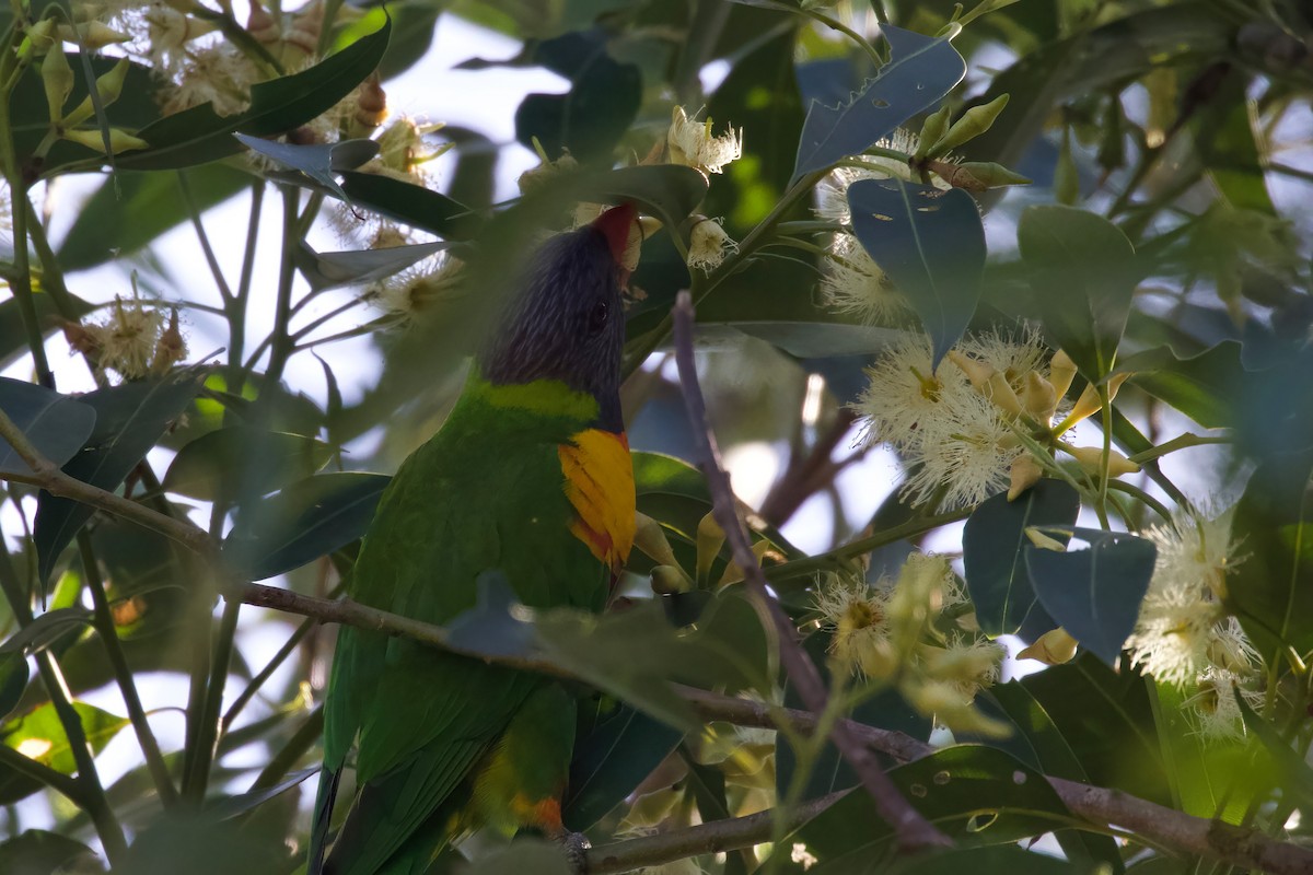 Lori Arcoiris - ML434249471