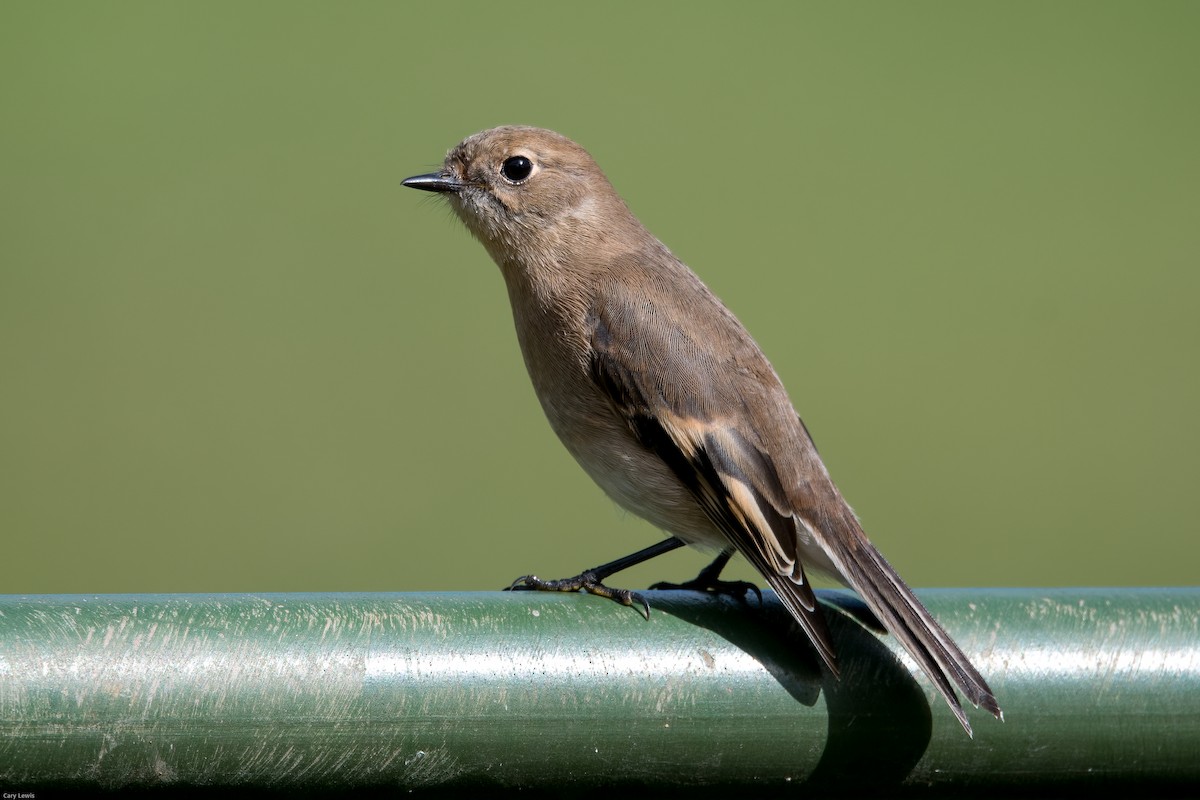 Flame Robin - ML434249971