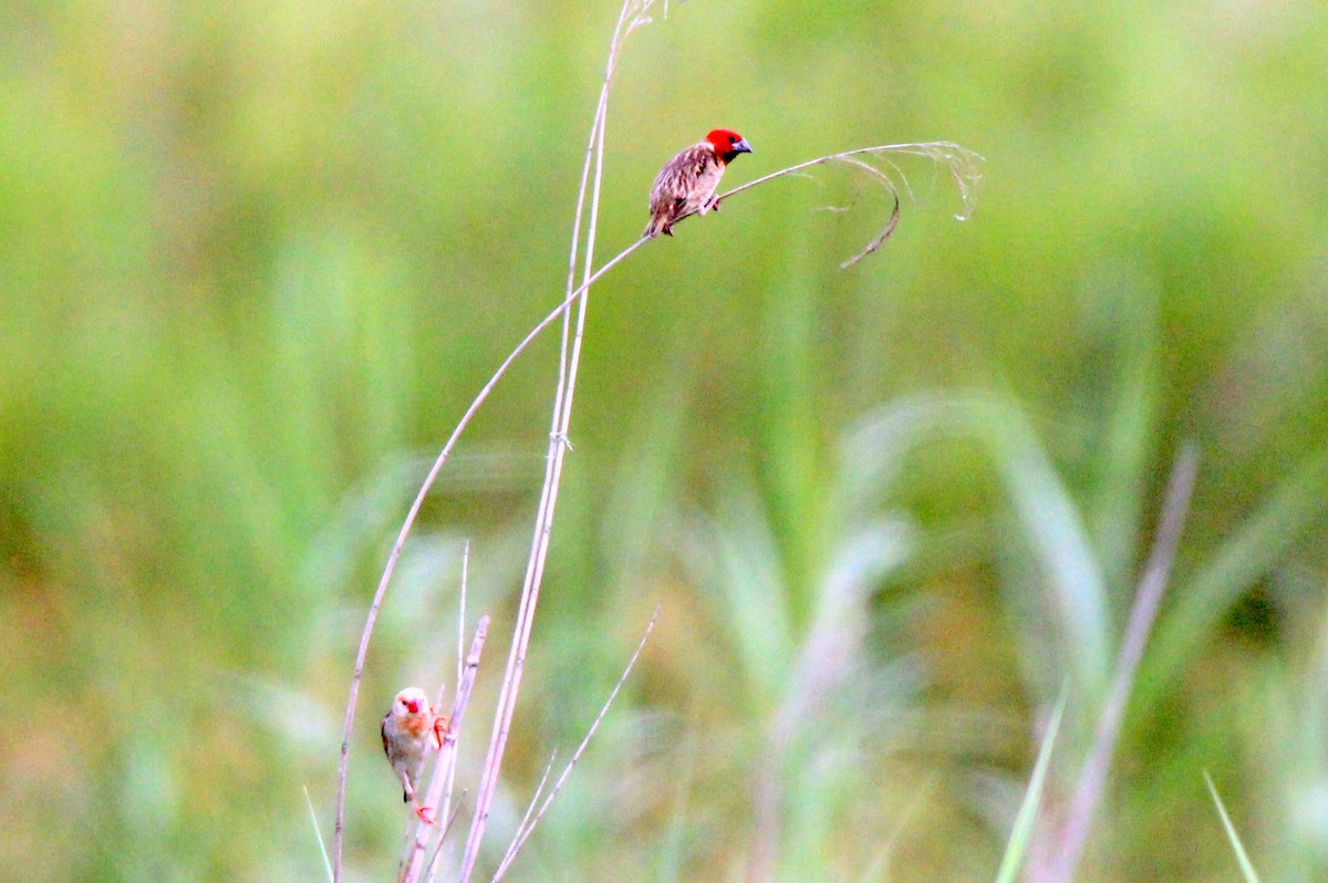 Red-headed Quelea - ML434250921