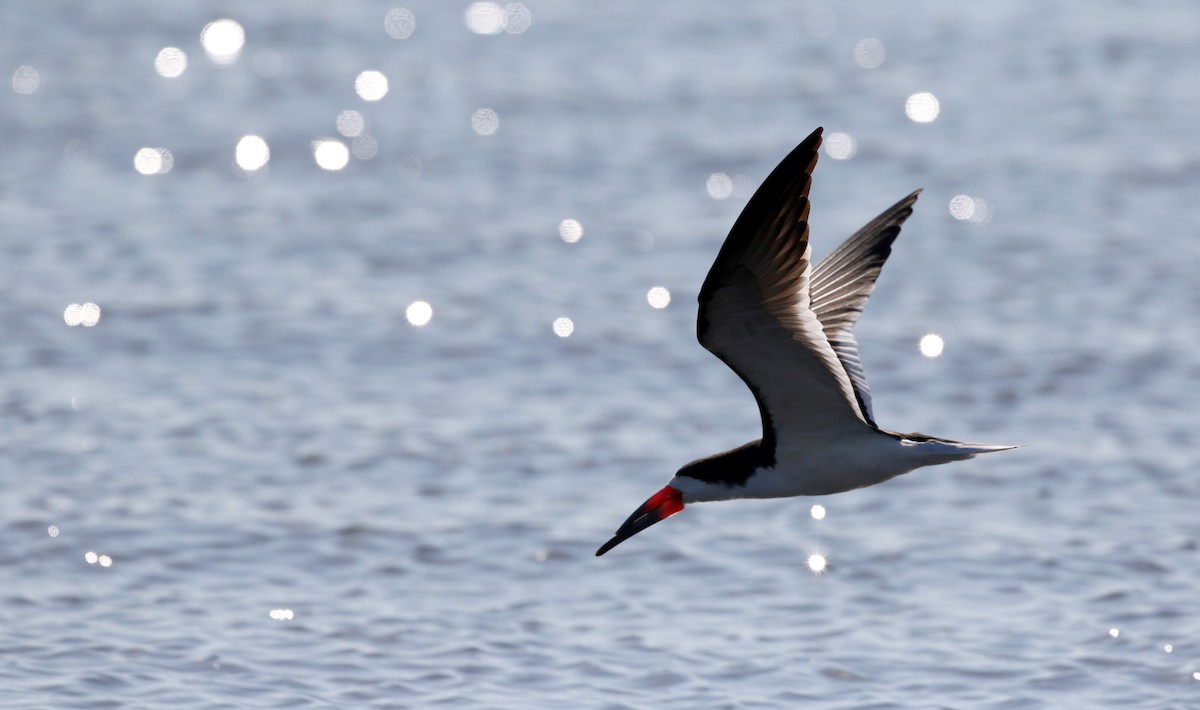 Black Skimmer - ML43425121